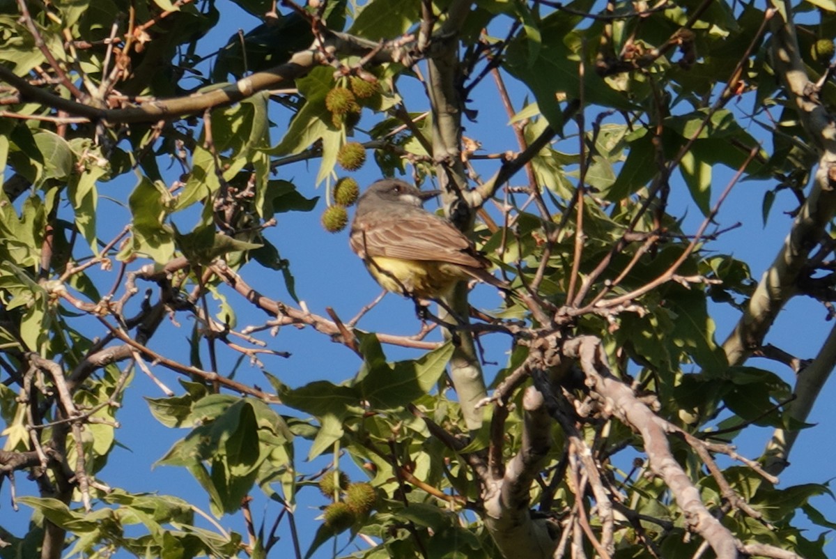 Cassin's Kingbird - Terry Pollock