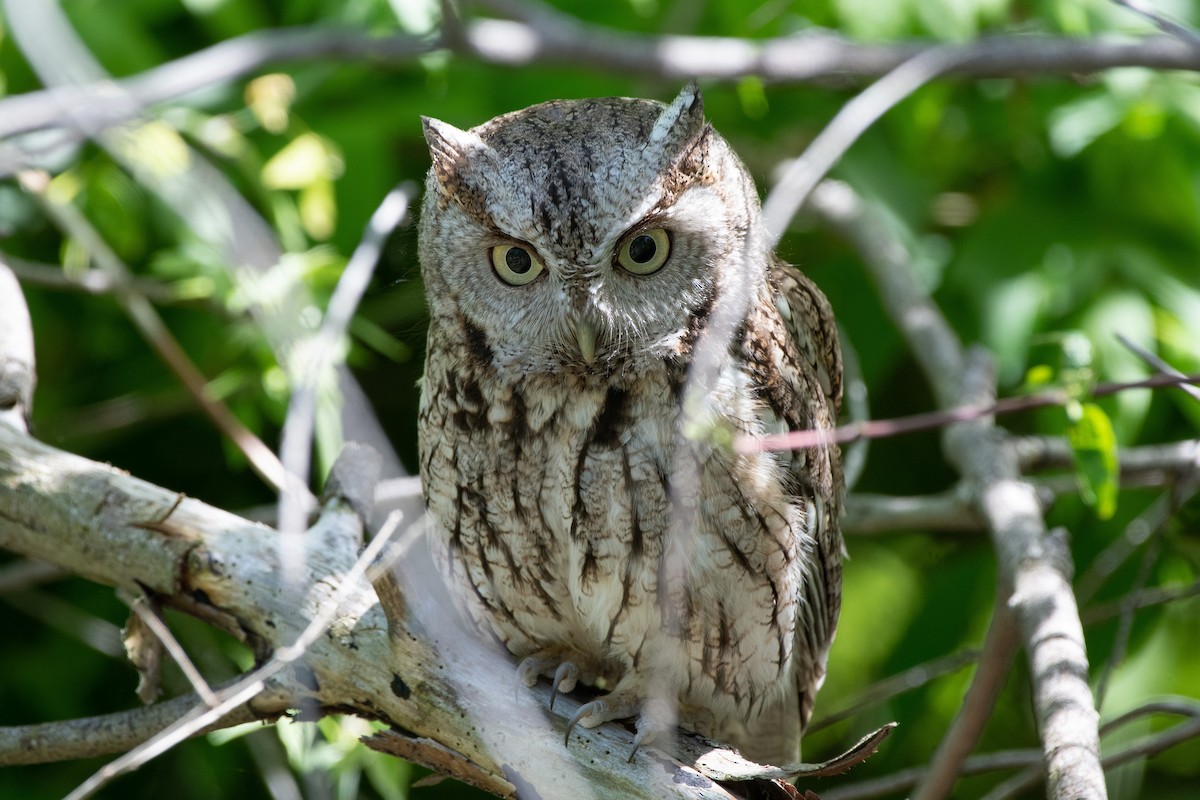 Eastern Screech-Owl - Mike Good