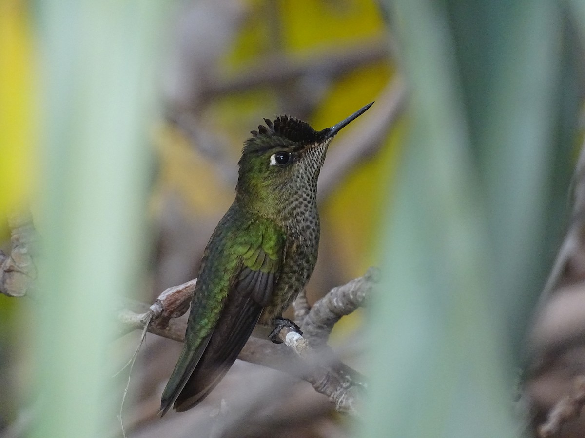 Green-backed Firecrown - ML619598060