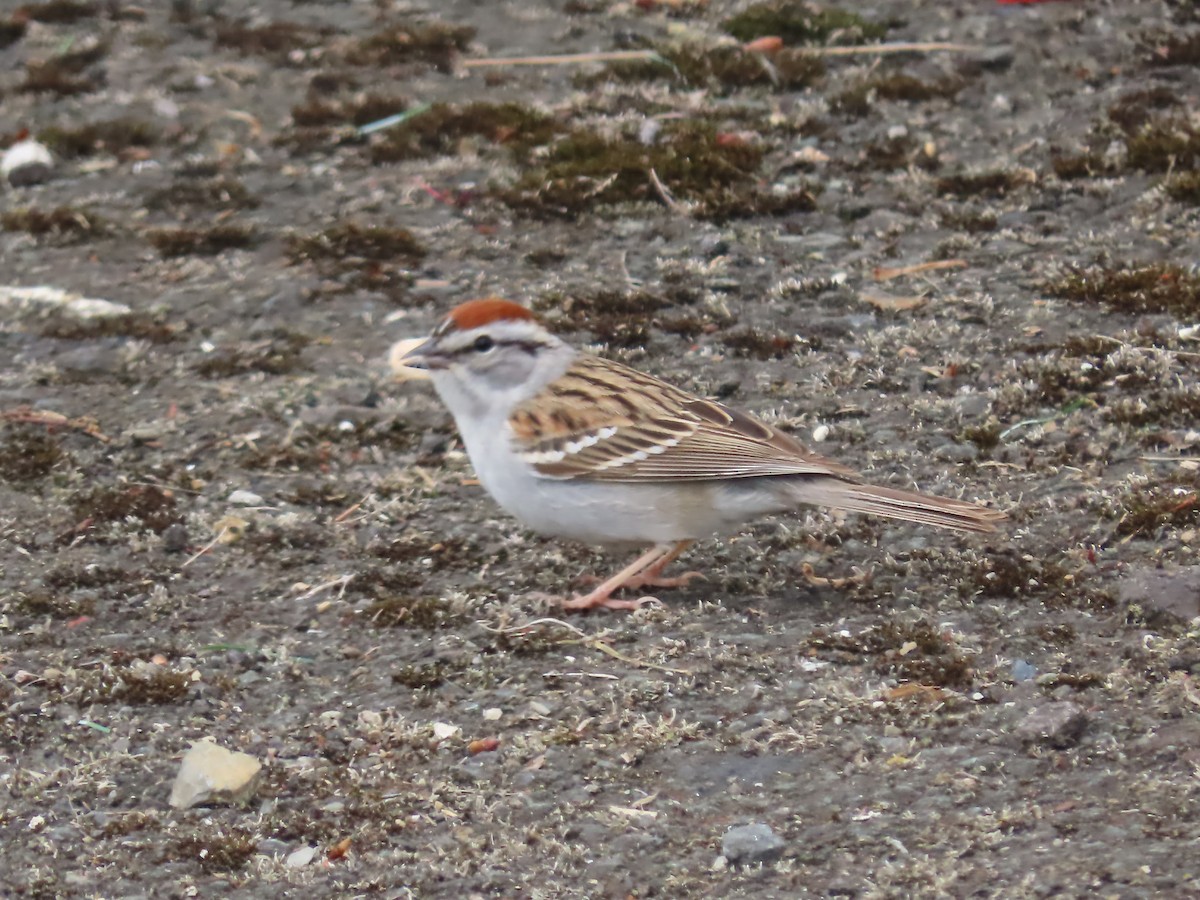 Chipping Sparrow - claude charest