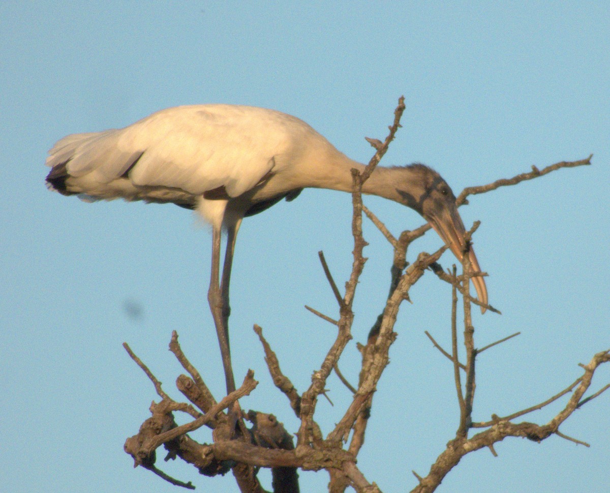 Wood Stork - Edgardo Oscar Pic