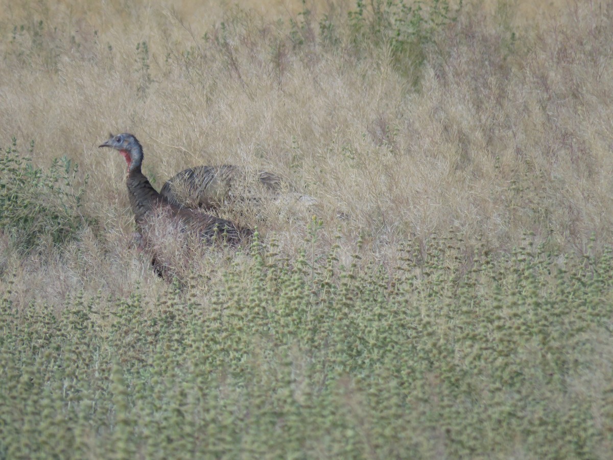 Wild Turkey - Anonymous