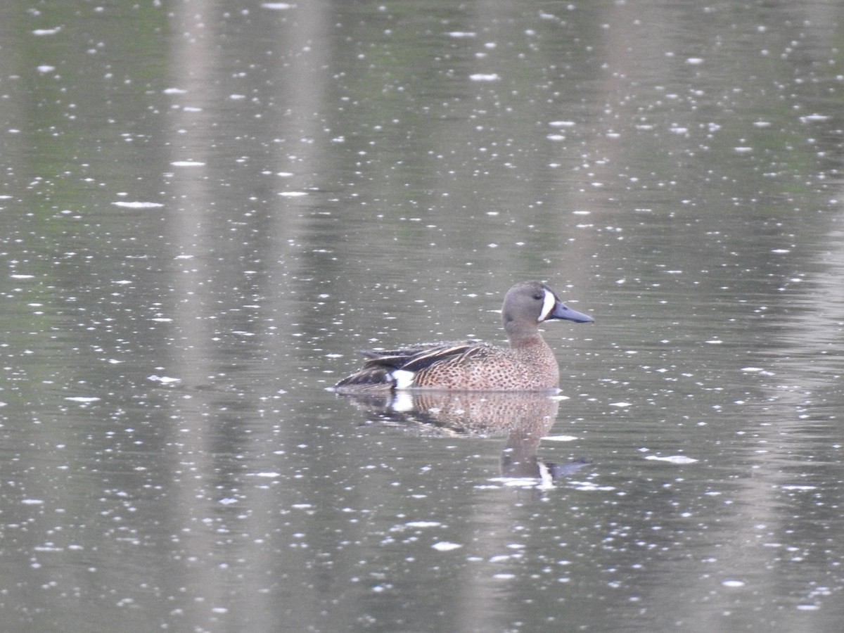 Blue-winged Teal - J Brousseau