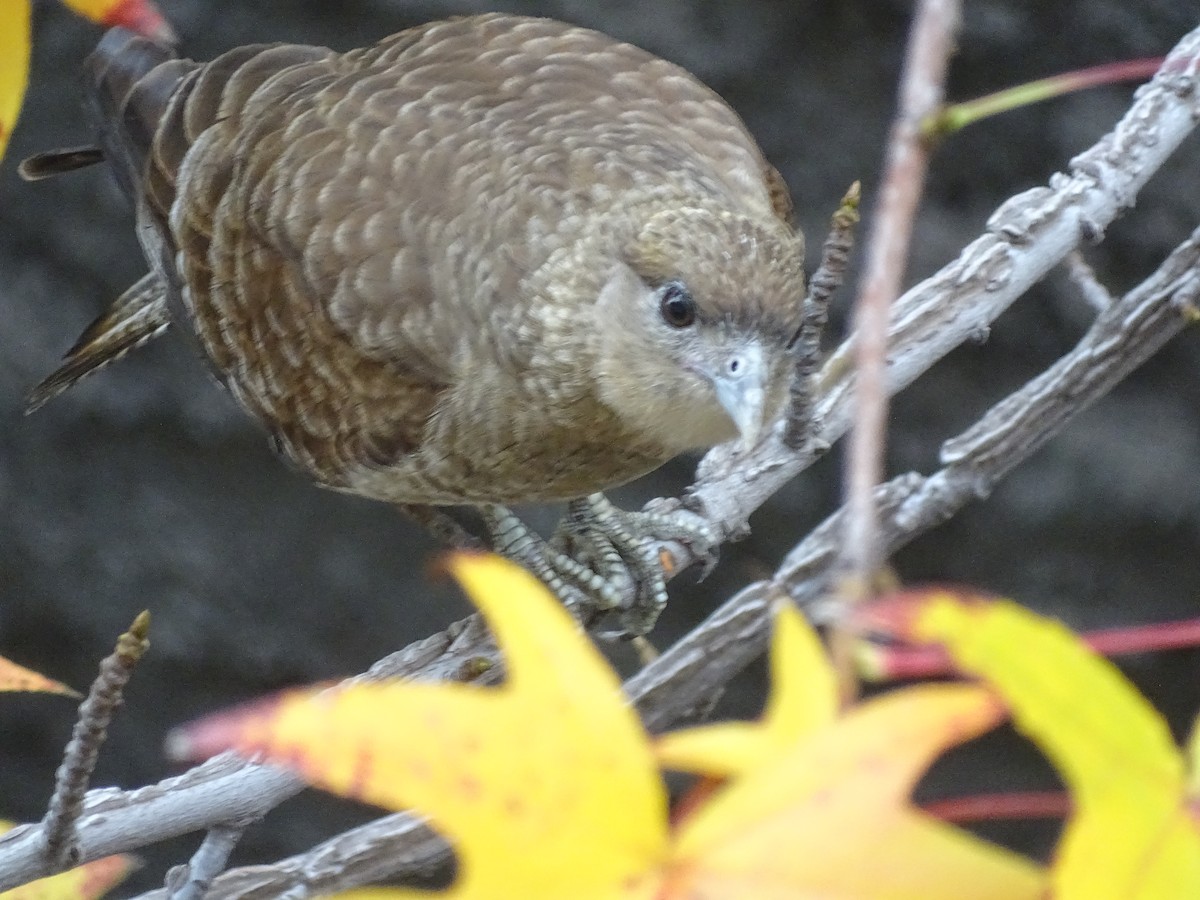 Chimango Caracara - ML619598078