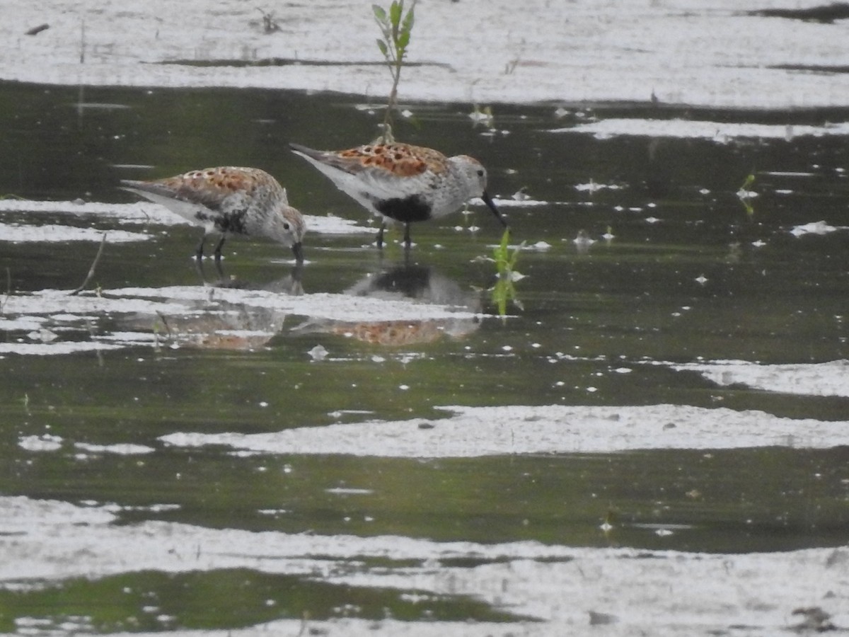 Dunlin - J Brousseau