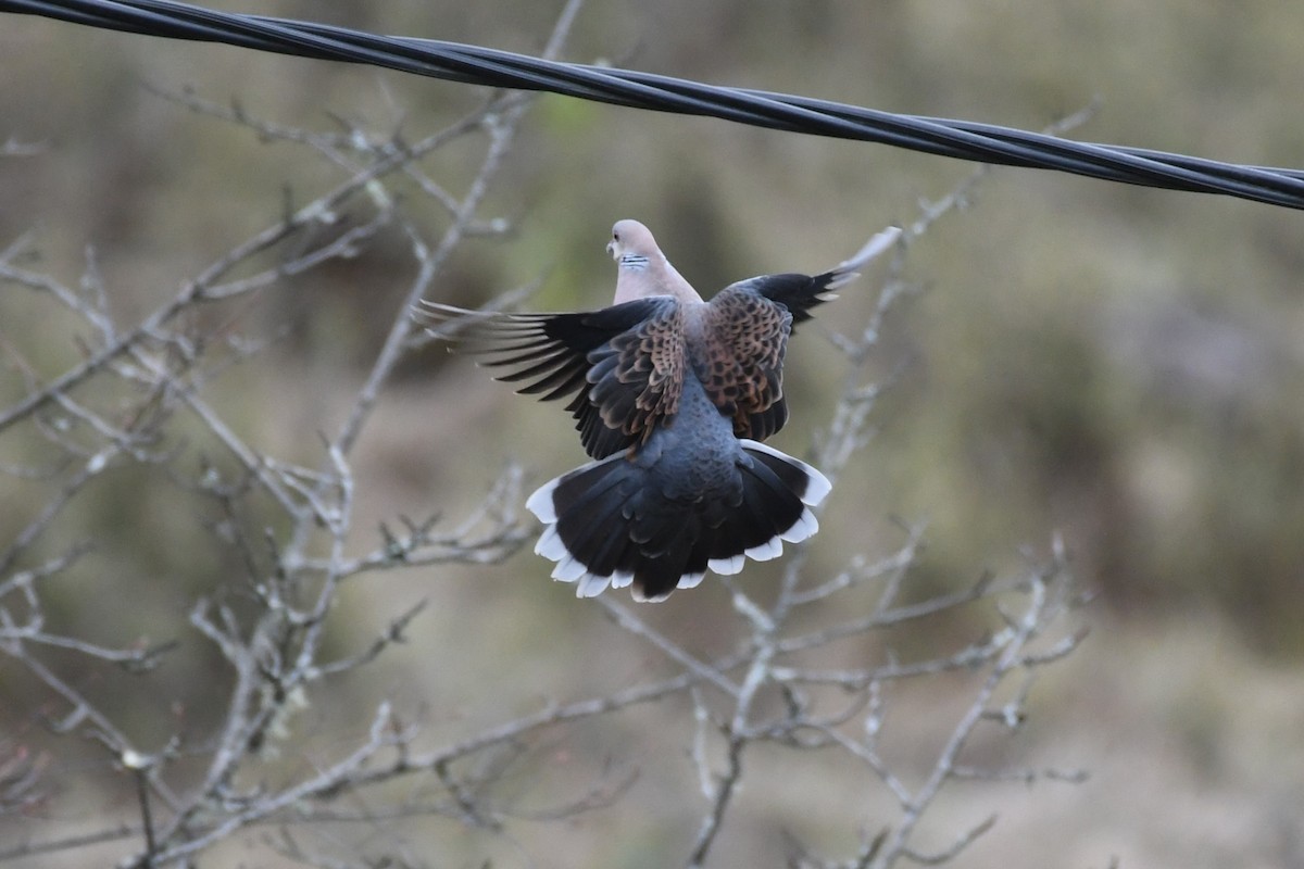 Oriental Turtle-Dove - Tristan Jobin