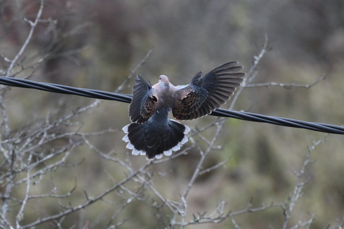 Oriental Turtle-Dove - ML619598084