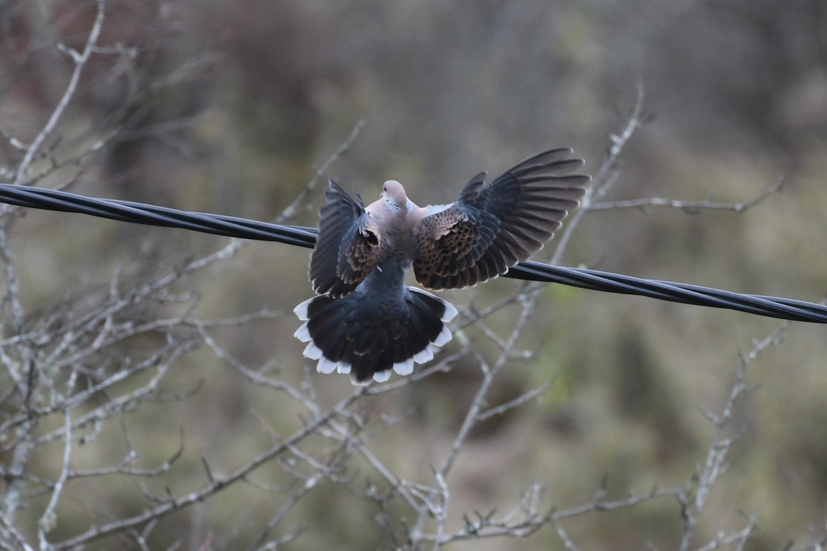 Oriental Turtle-Dove - Tristan Jobin