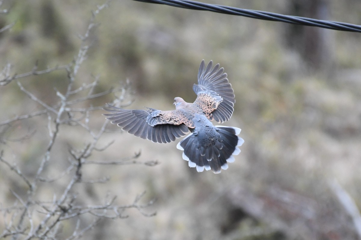 Oriental Turtle-Dove - Tristan Jobin