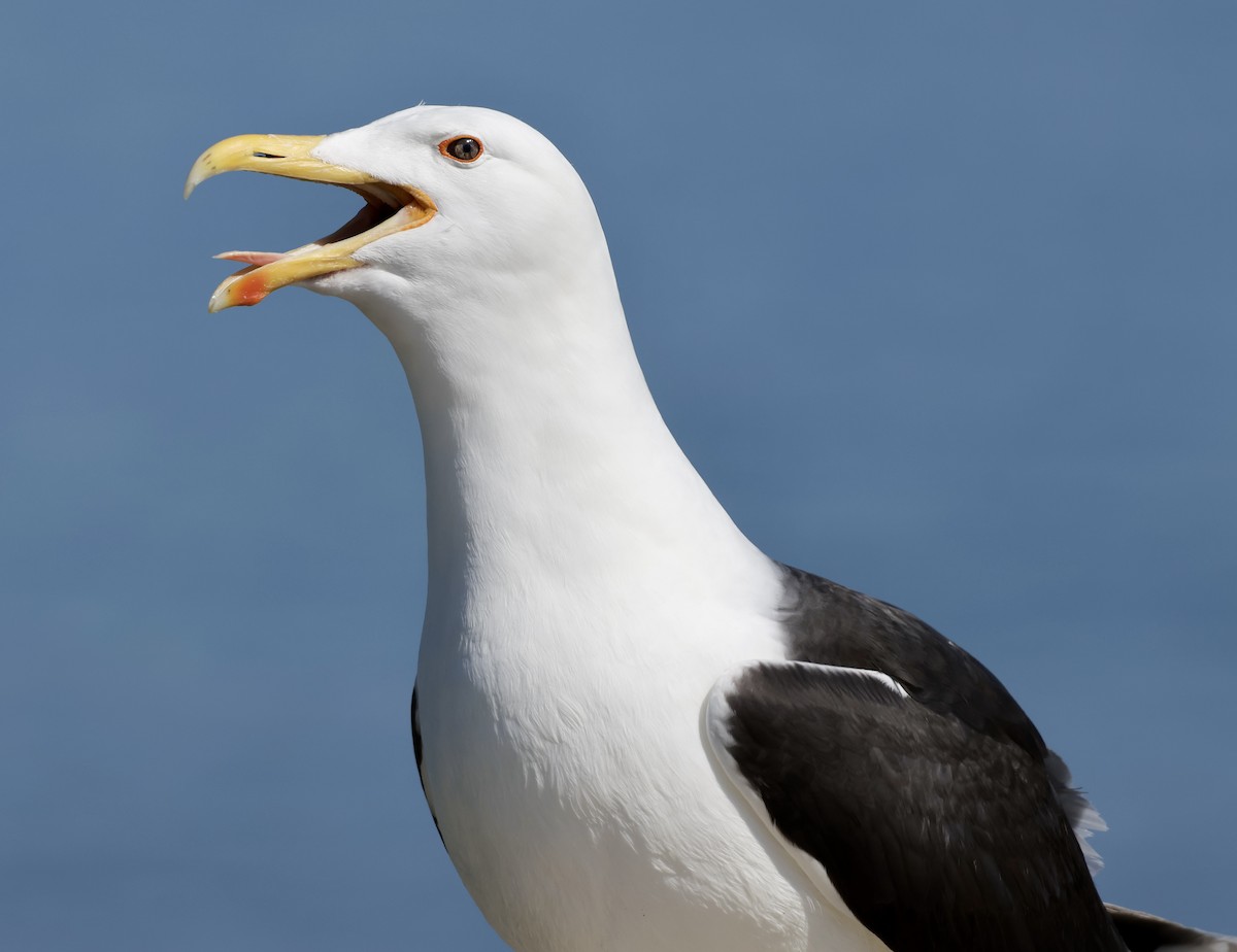 Great Black-backed Gull - Lisa Goodwin