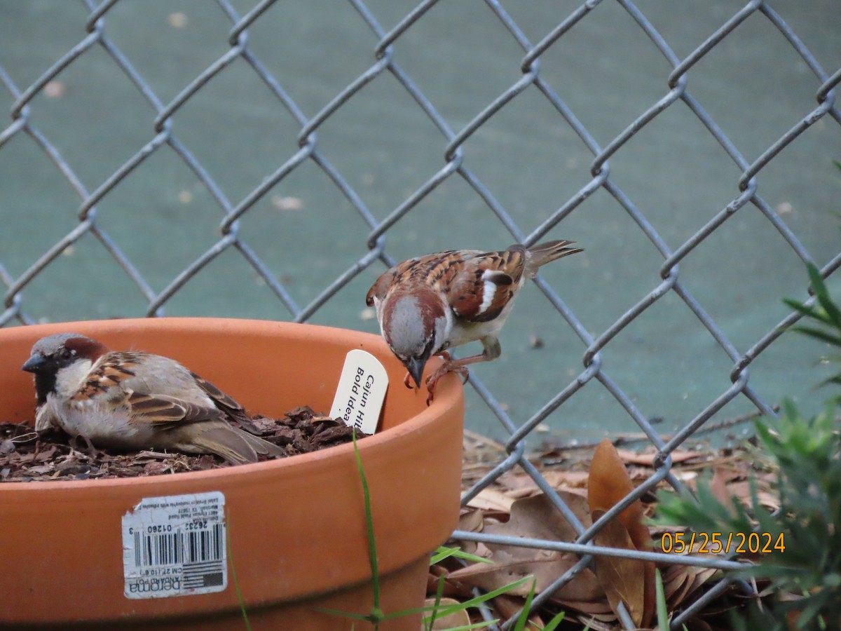 House Sparrow - Susan Leake