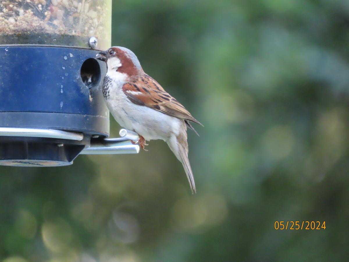 House Sparrow - Susan Leake