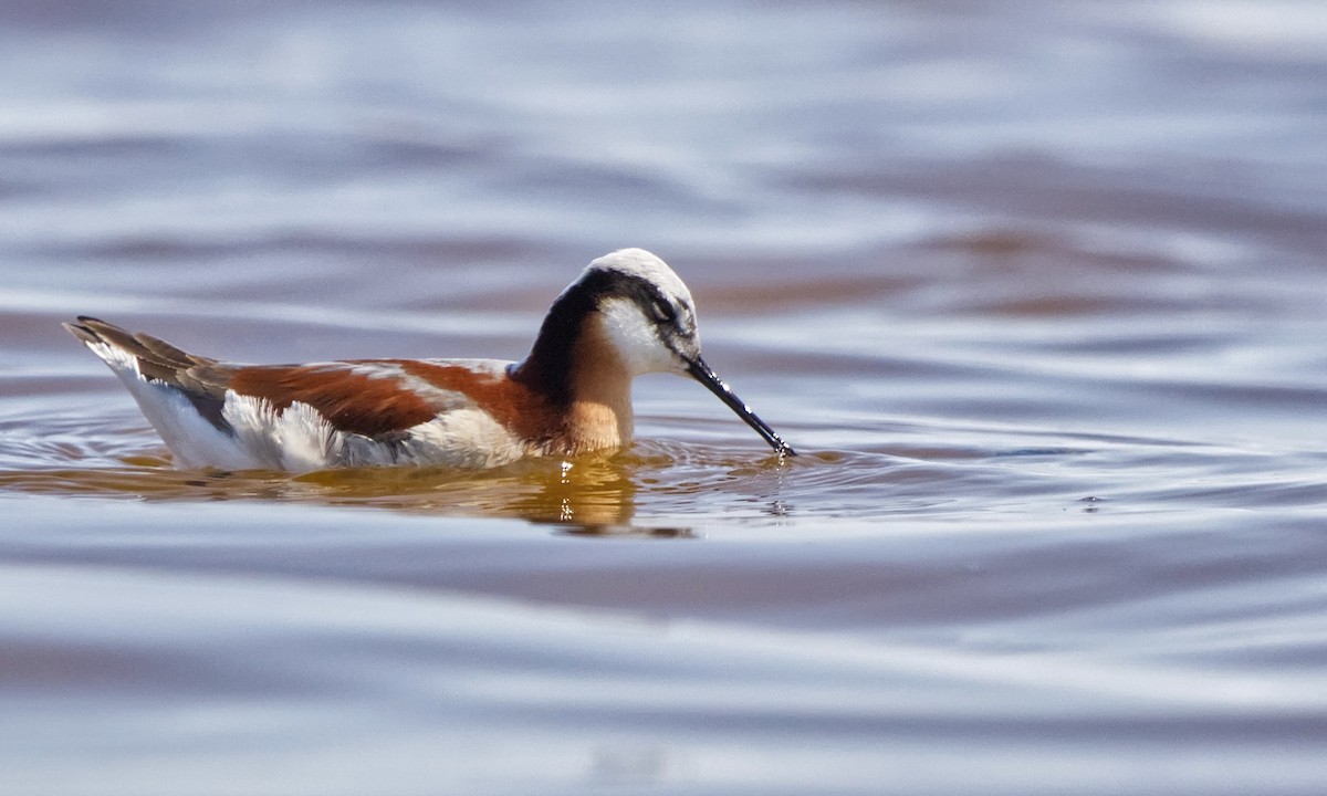 Wilson's Phalarope - Joel Weatherly