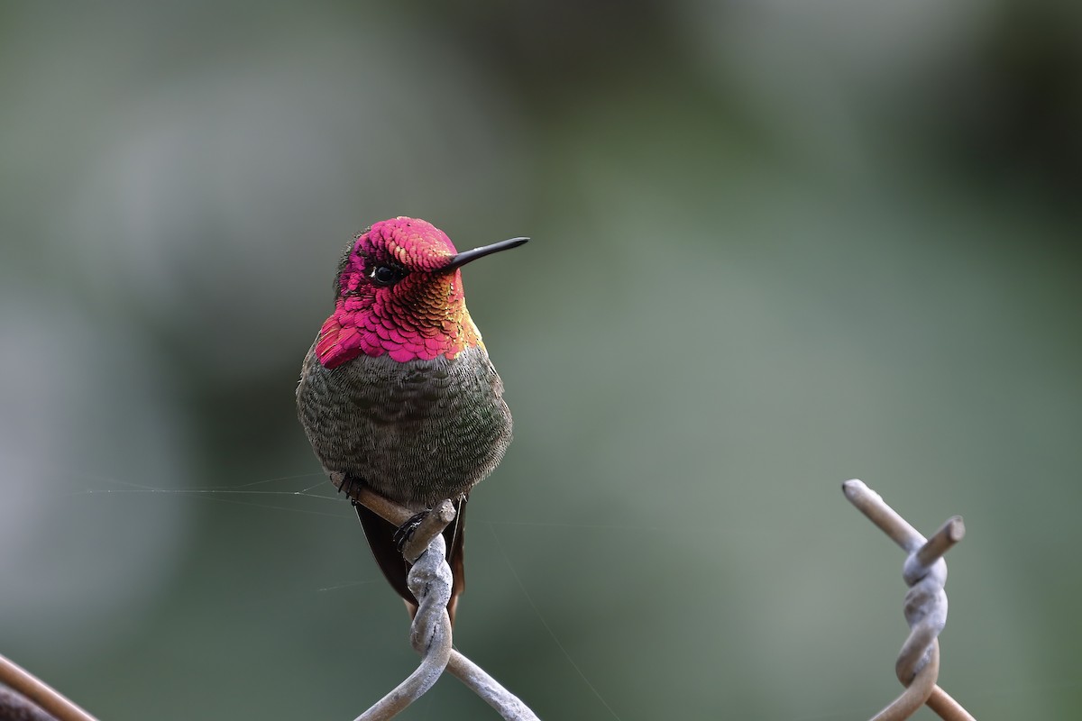 Anna's Hummingbird - Adrian Vilca