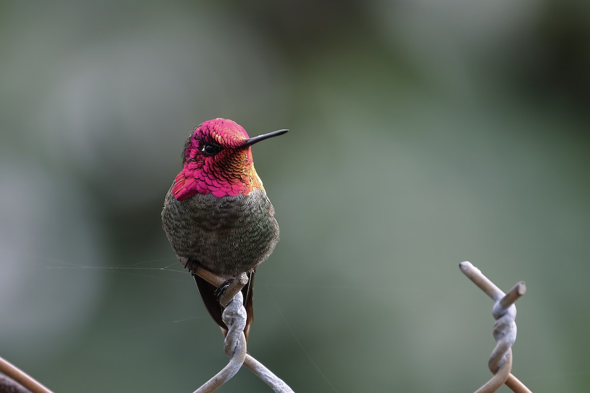 Anna's Hummingbird - ML619598102