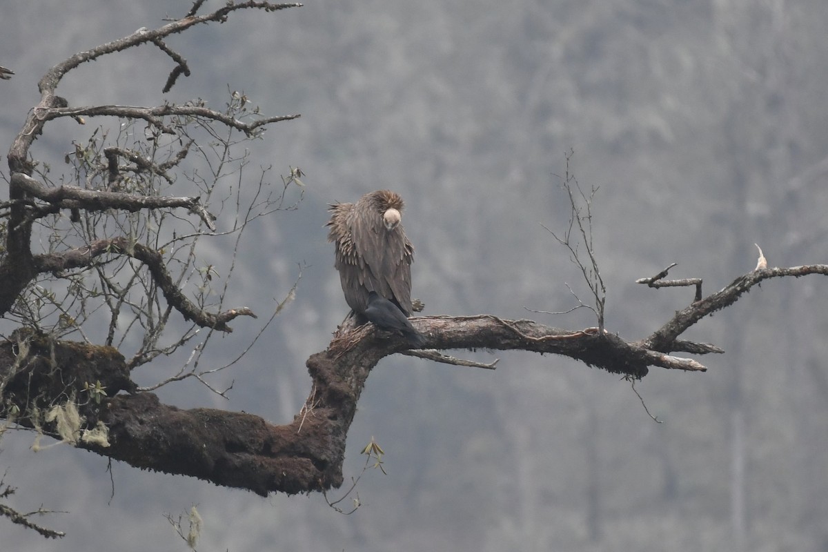 Himalayan Griffon - Tristan Jobin