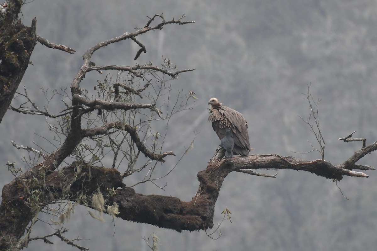 Himalayan Griffon - Tristan Jobin