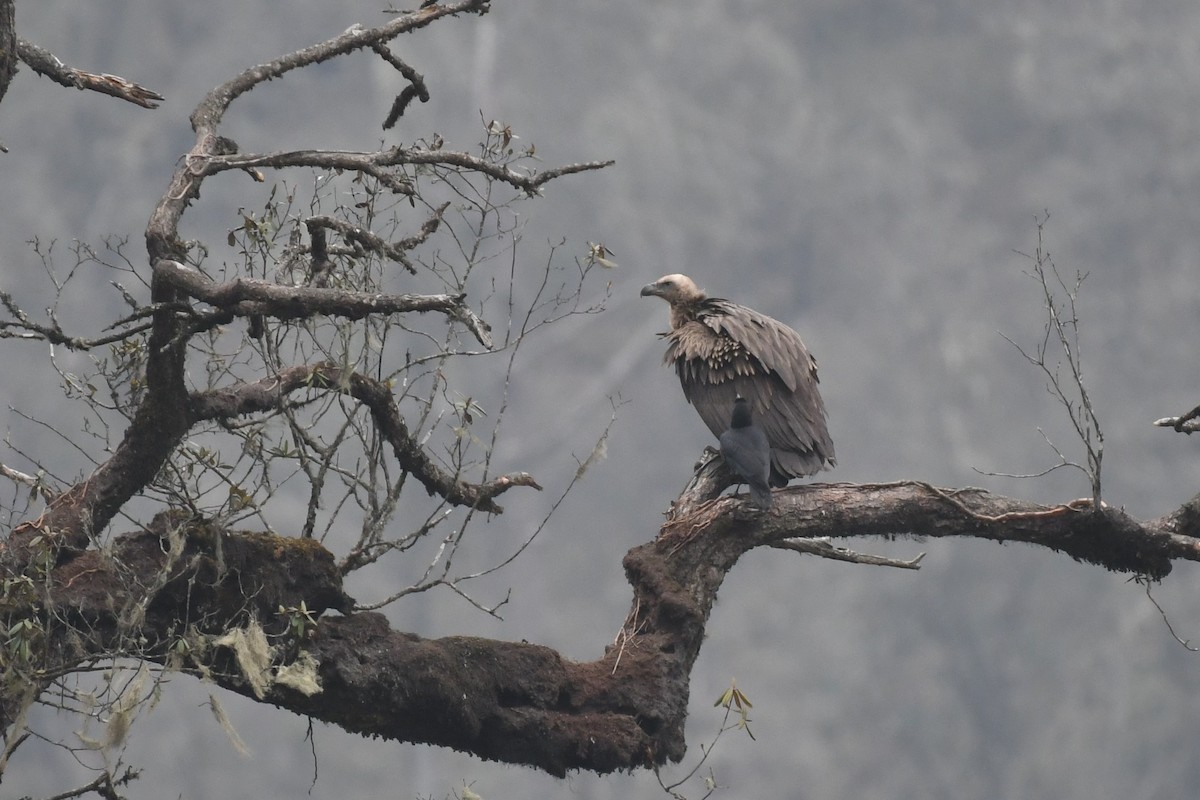 Himalayan Griffon - Tristan Jobin