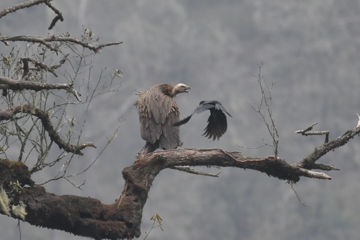 Himalayan Griffon - Tristan Jobin