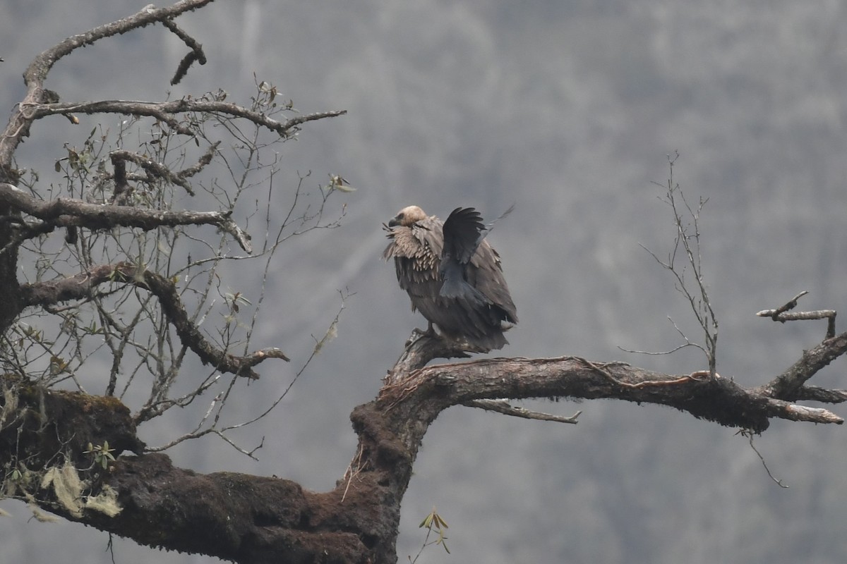 Himalayan Griffon - Tristan Jobin