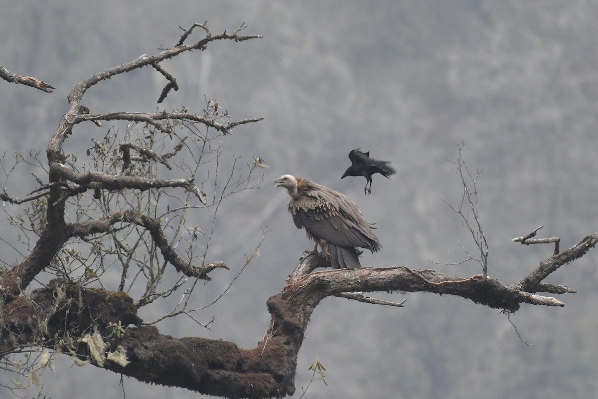 Himalayan Griffon - Tristan Jobin