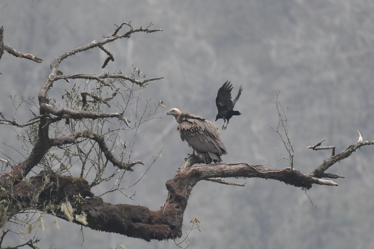 Himalayan Griffon - Tristan Jobin