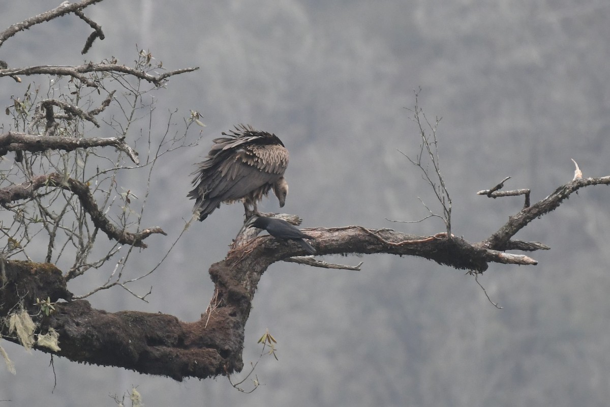 Himalayan Griffon - Tristan Jobin