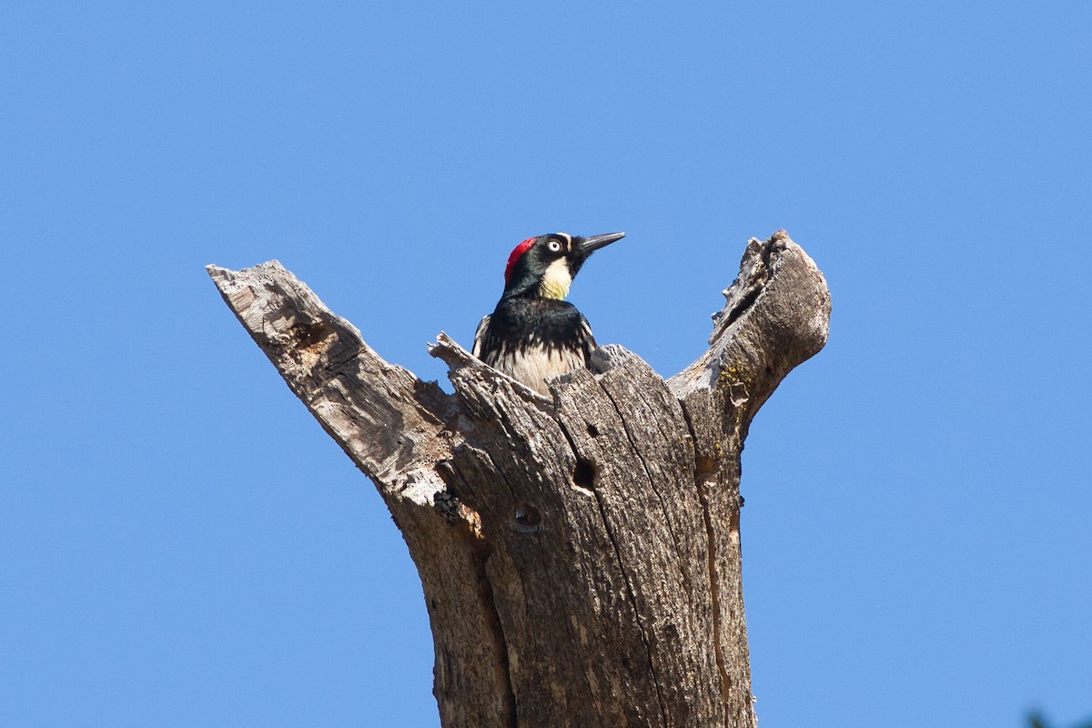 Acorn Woodpecker - Kevin Thomas