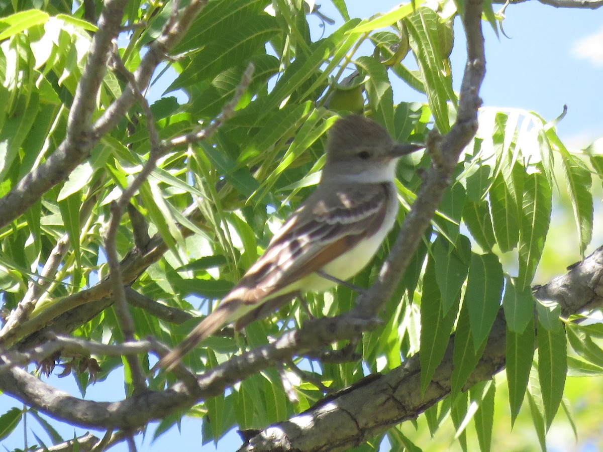 Ash-throated Flycatcher - Anonymous