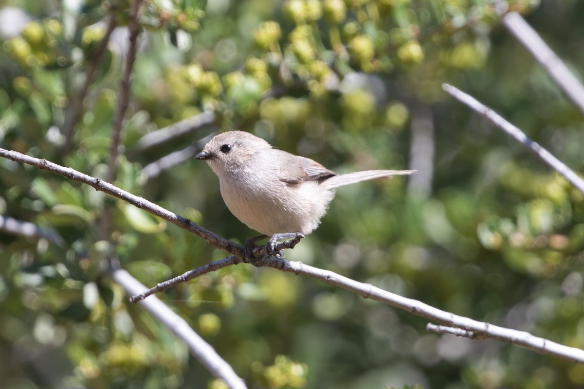 Bushtit - ML619598124