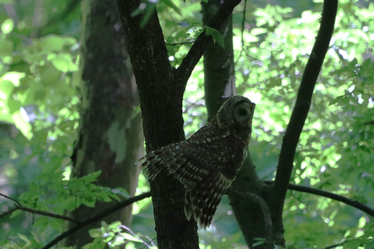 Barred Owl - Jo VerMulm