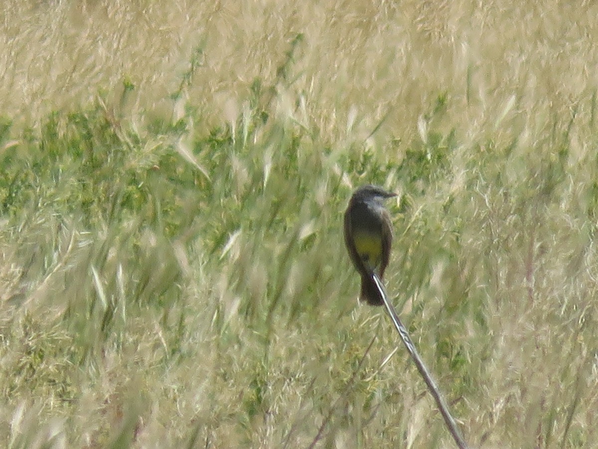 Cassin's Kingbird - Anonymous