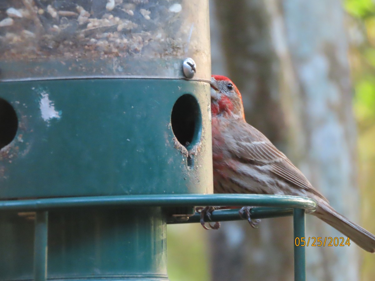 House Finch - Susan Leake