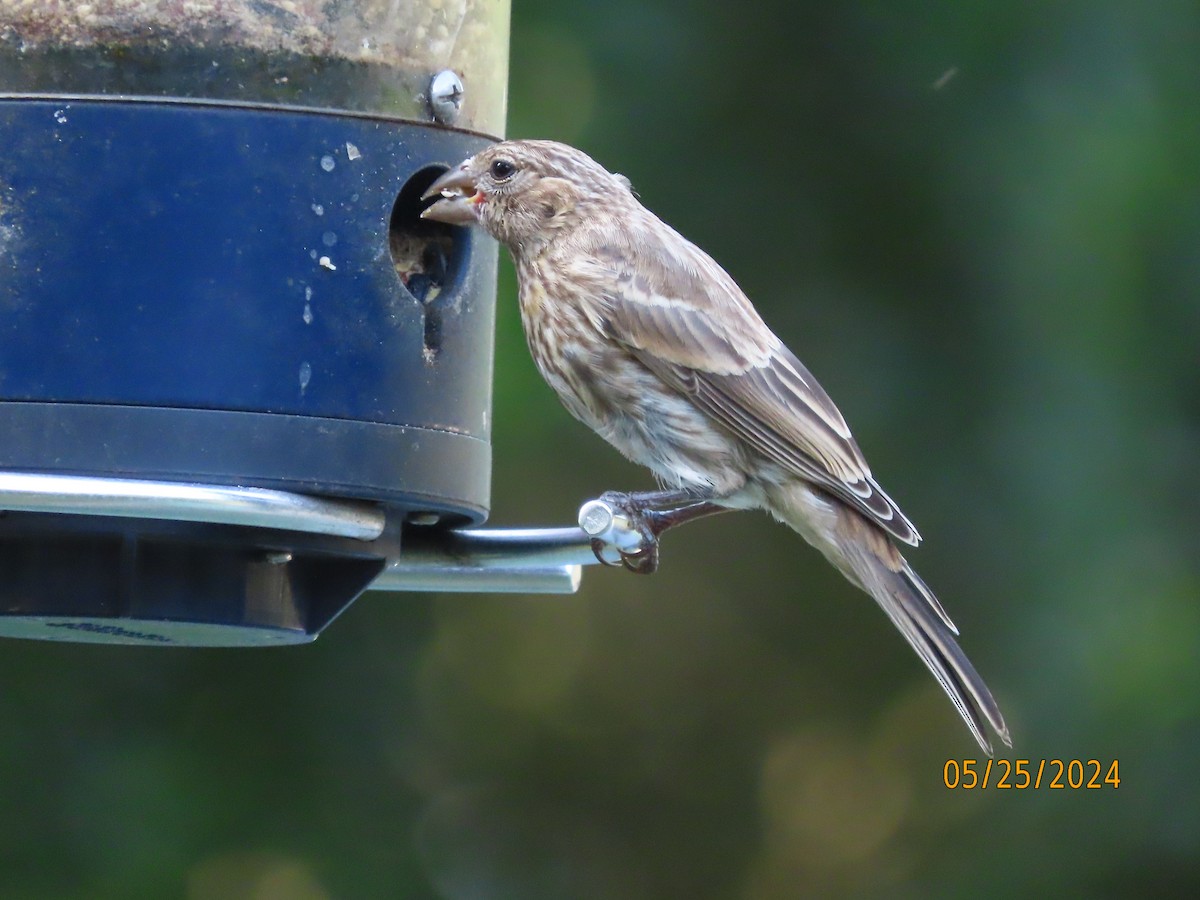 House Finch - Susan Leake