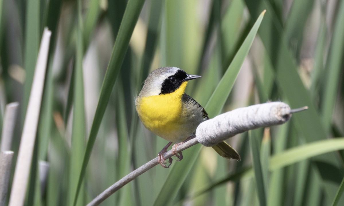 Common Yellowthroat - Ben Loehnen