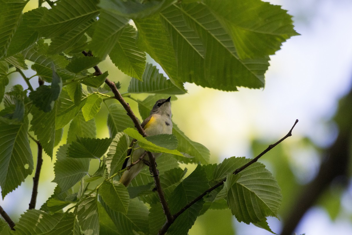 American Redstart - ML619598151