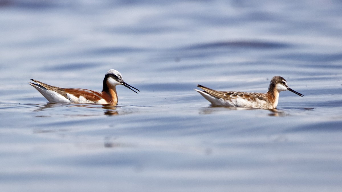 Phalarope de Wilson - ML619598155