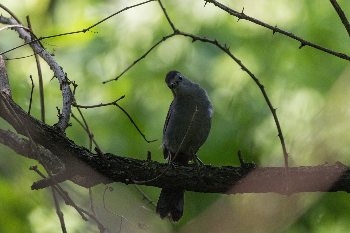 Gray Catbird - ML619598162