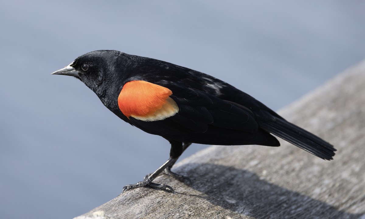 Red-winged Blackbird - Ben Loehnen