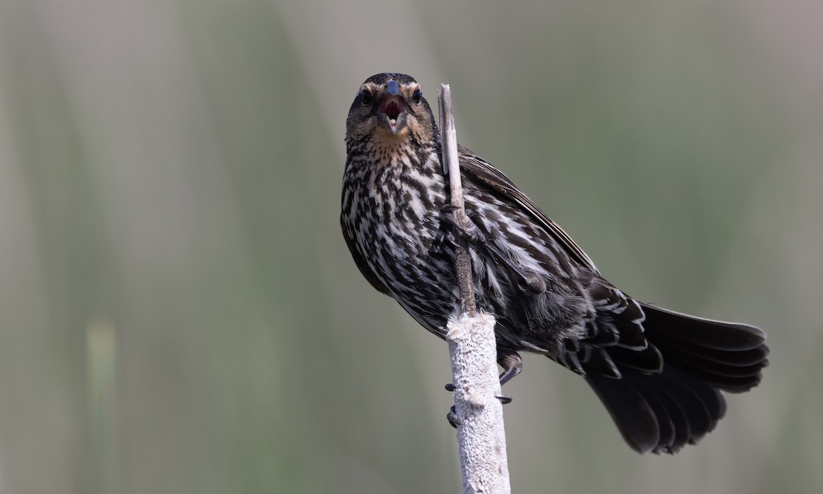 Red-winged Blackbird - Ben Loehnen