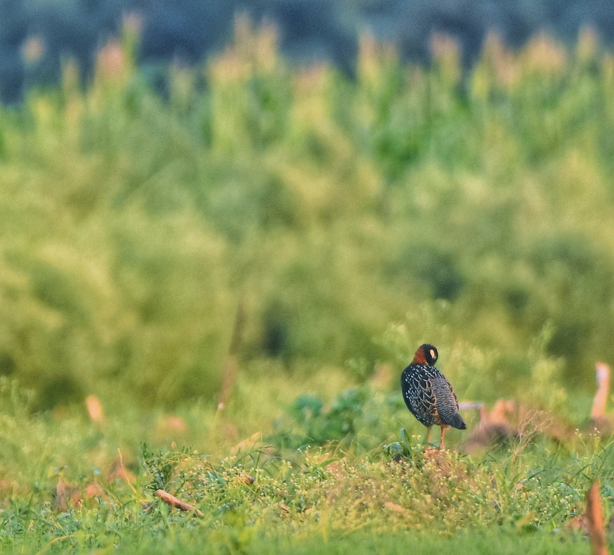 Black Francolin - ML619598194