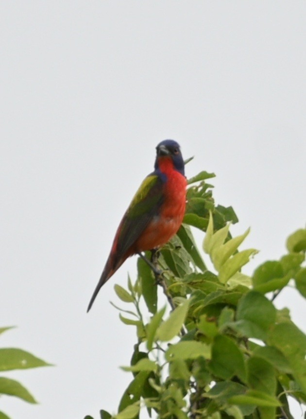 Painted Bunting - Jim McDaniel