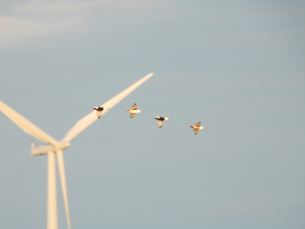 Black-bellied Plover - ML619598206