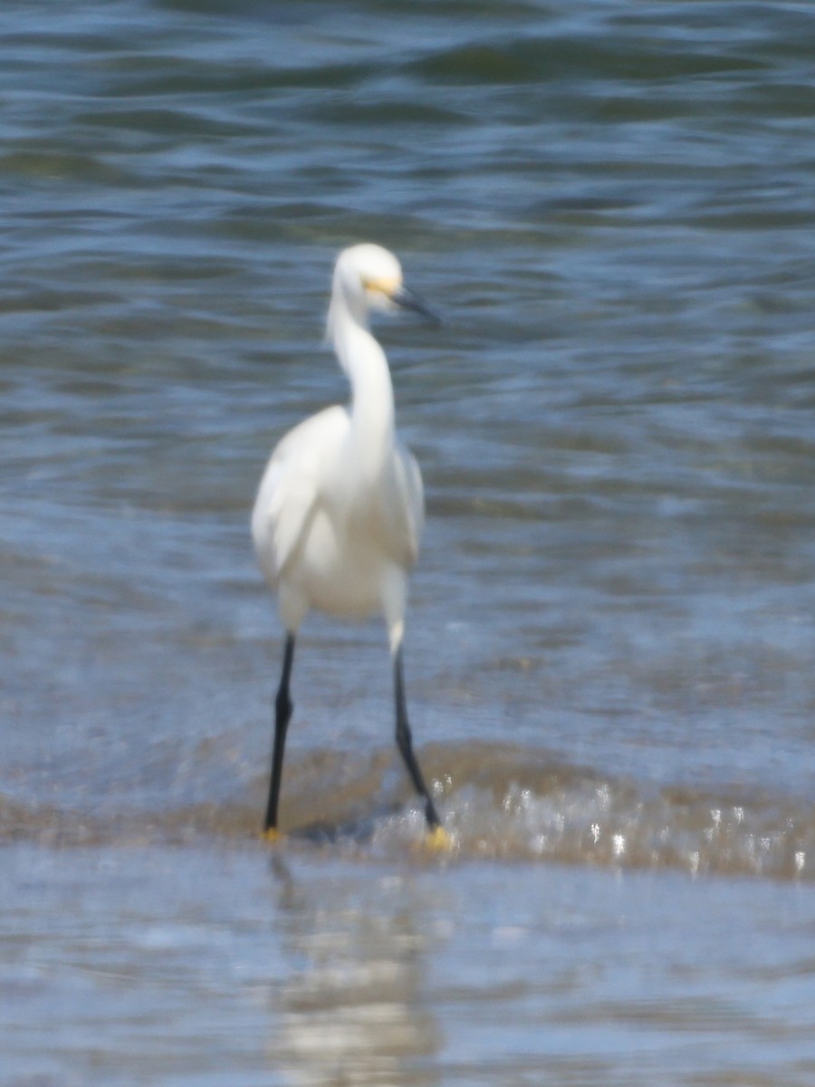 Snowy Egret - burton balkind