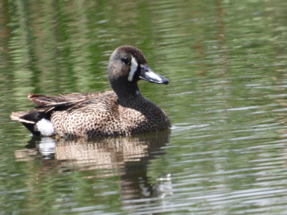 Blue-winged Teal - Joseph Rojas