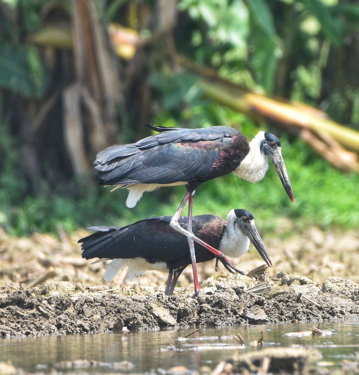 Asian Woolly-necked Stork - Gyanchandra Gyani