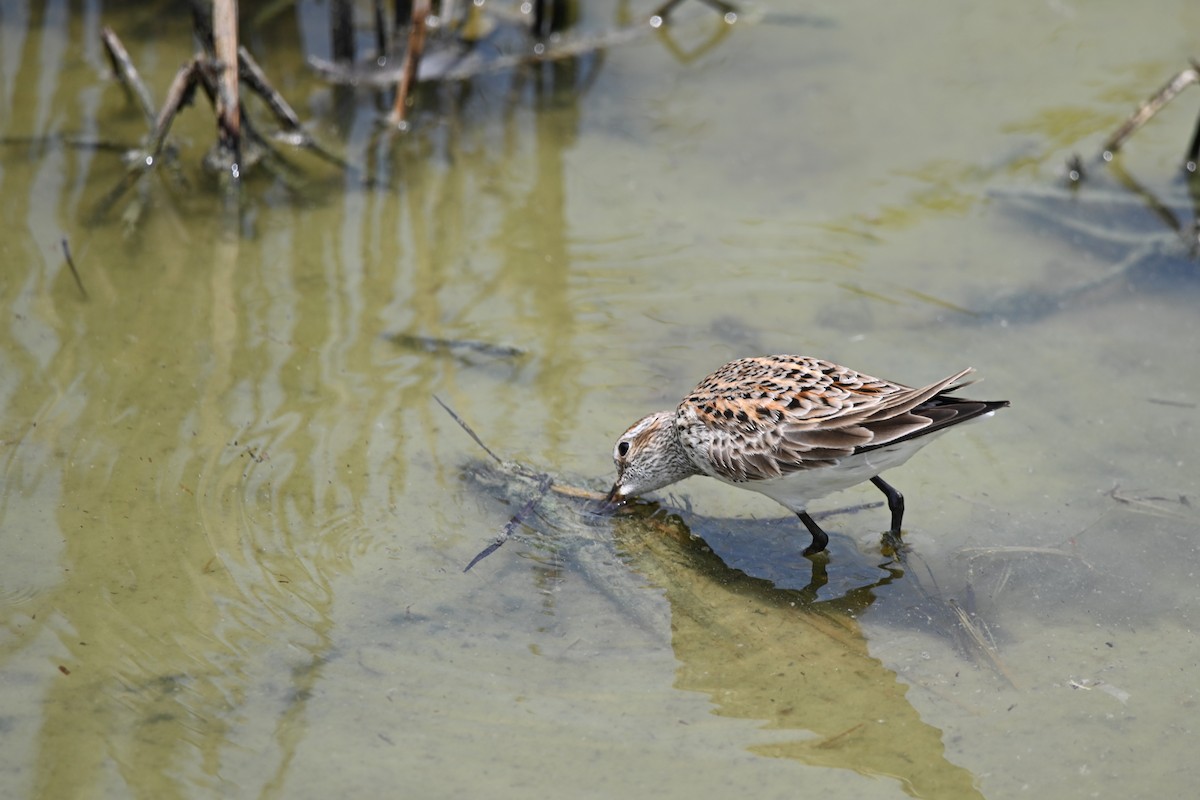 White-rumped Sandpiper - Liam McGuire