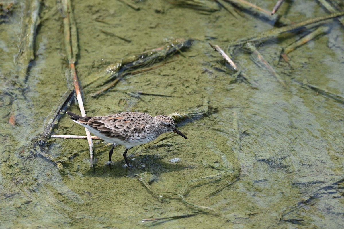 White-rumped Sandpiper - Liam McGuire