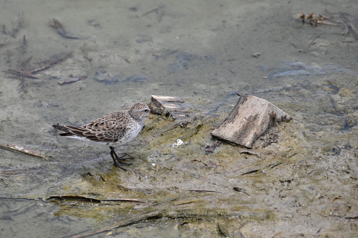 White-rumped Sandpiper - Liam McGuire