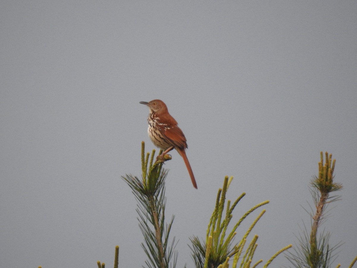 Brown Thrasher - J Brousseau